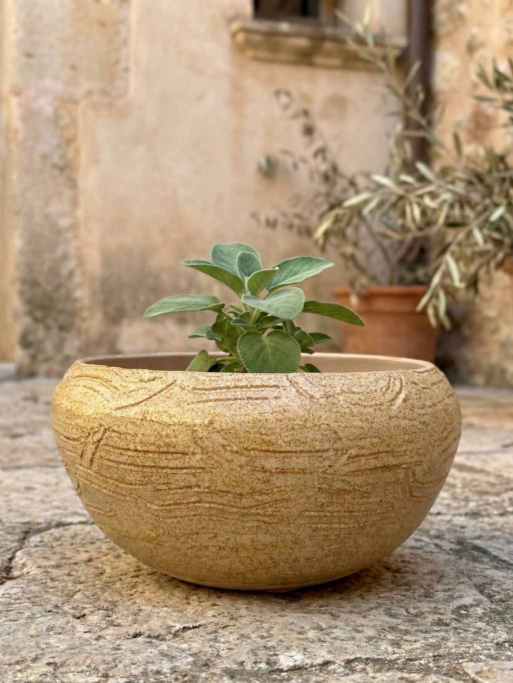 Medium Succulent Pot